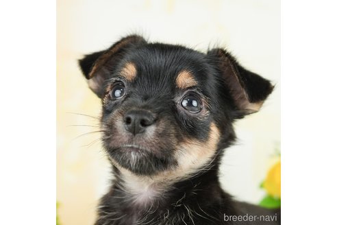 成約済の茨城県のミックス犬-283250の3枚目